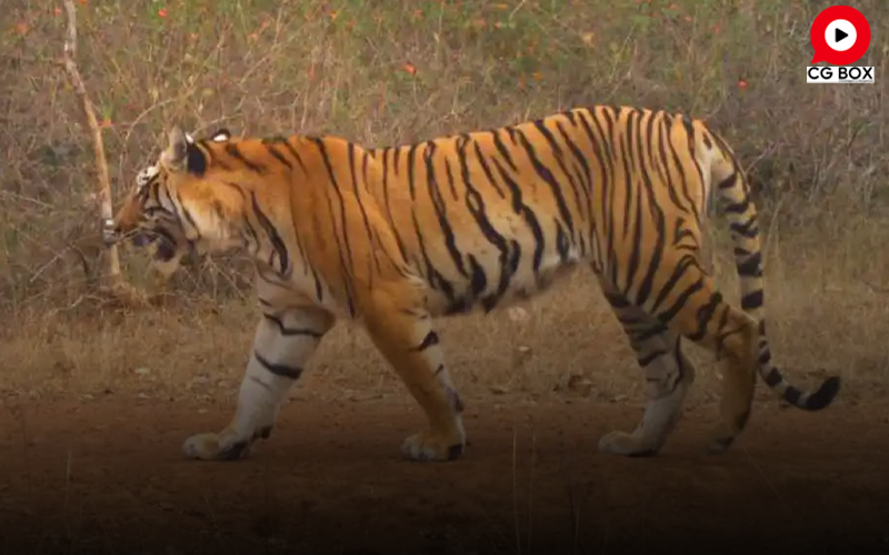 बाघिन की दहाड़ से पसान-मरवाही का जंगल थर्रा उठा, ग्रामीणों को सतर्क किया गया..