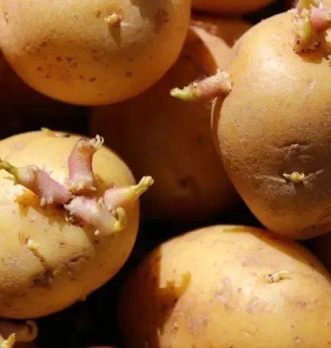 Sprouted potatoes harm