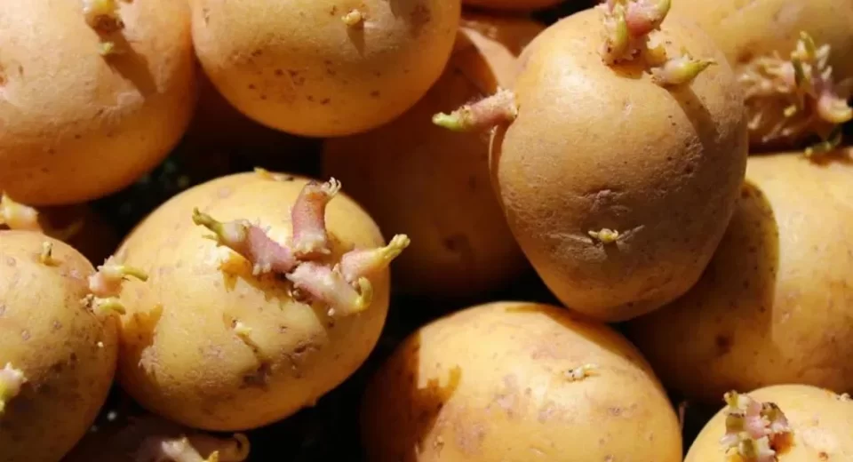 Sprouted potatoes harm